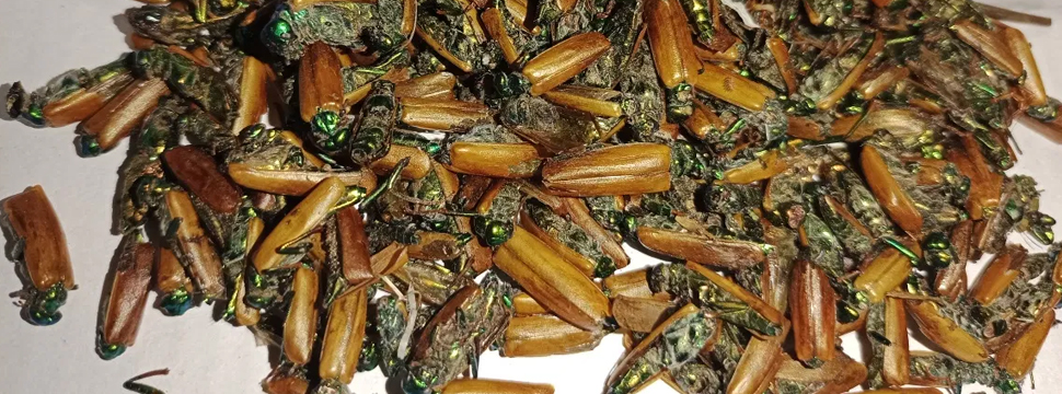 «Вампирлер соратын» фильмі (цензурасыз)