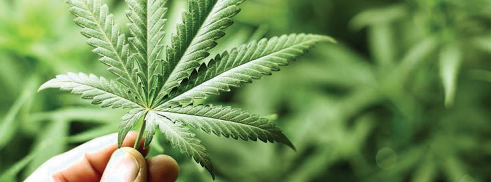 Артрит лечение марихуаной мифы о марихуаны